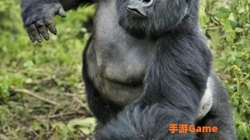 魔焰猩猩怎么融合